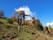 PIZZO BADILE (2044 m) ad anello colorato d’autunno da Piazzatorre-28ott24- FOTOGALLERY